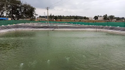 Krishna Pond Fish Breeding