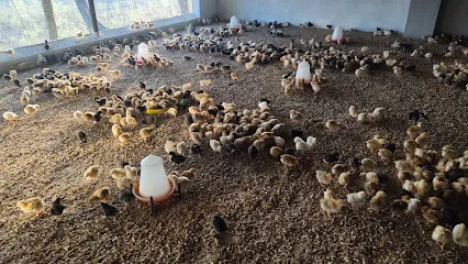 Nandini Poultry Farm & Hatchery