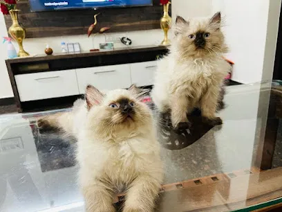 Persian Cats