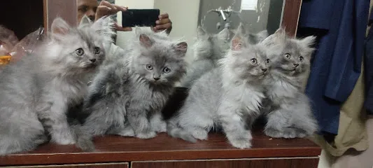 Persian Cats