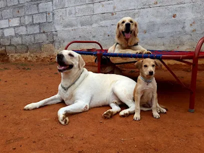 Poochkoo Puppyoye Dog Boarding