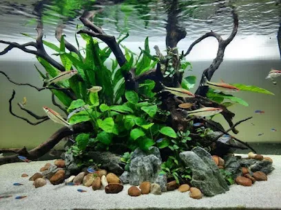 Pooja Aquariums