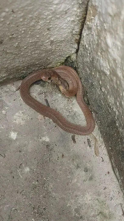 Snake Rescue Team Bangalore