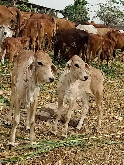 Maa Gauri Gaushala Trust