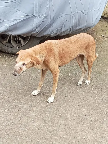 Panikar Auntie's Dog Shelter