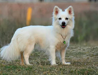 Rajasthan Dog Farm