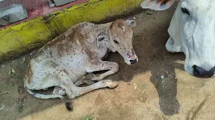 Sanidev Gau Seva Dham