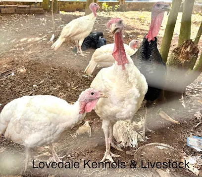 Lovedale Poultry Farm | Parachantha | Chengannur