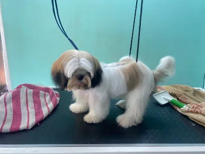 Shine Pets Grooming & Boarding