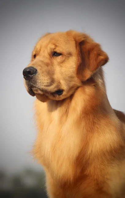 Aaron Goldens (Special For Golden Retriever Dog Breed)