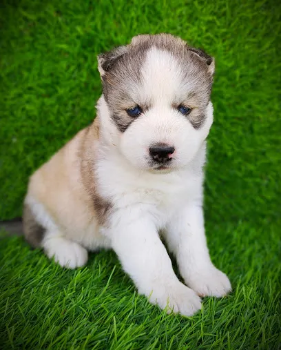 Blue Eyes Kennel