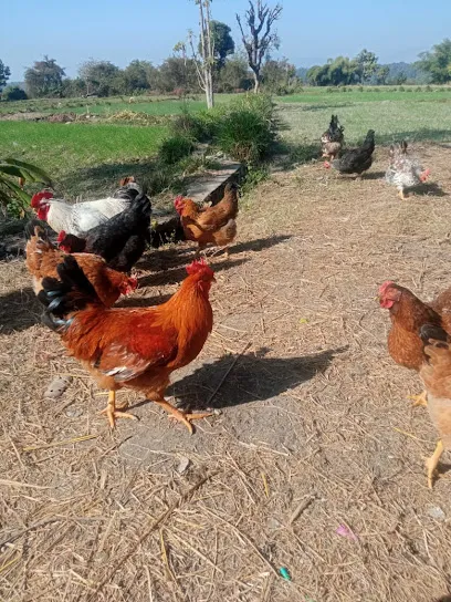 Desi Chicken And Eggs Farm