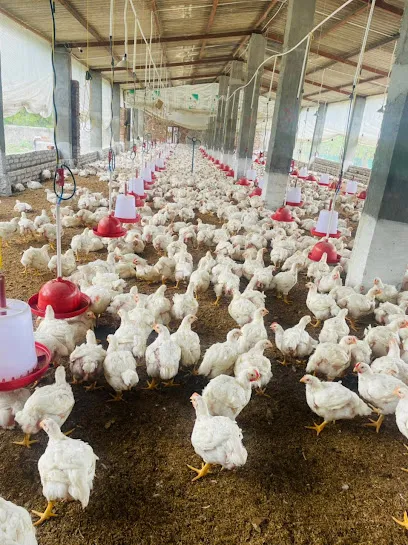 Vishal Poultry Farm