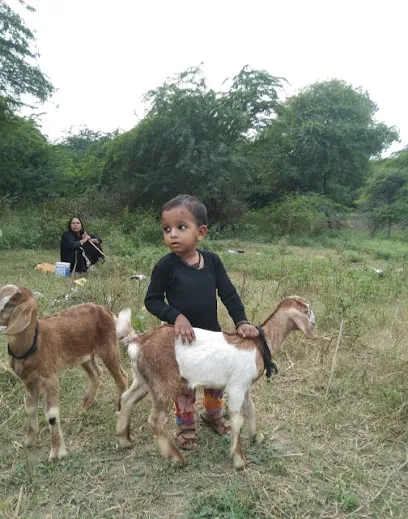 Ansari Goat Farm