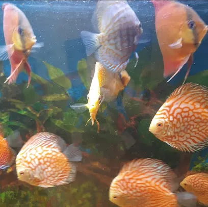 Aquarium And Pet Store(Best Aquarium Shop)