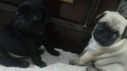 Black Pug In Delhi