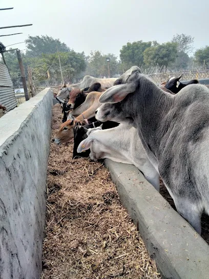 Blind Cow Shelter