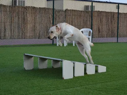 Canine Village Dog Training And Research Centre