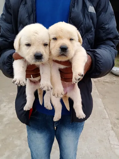 Choudhary Dog Kennel