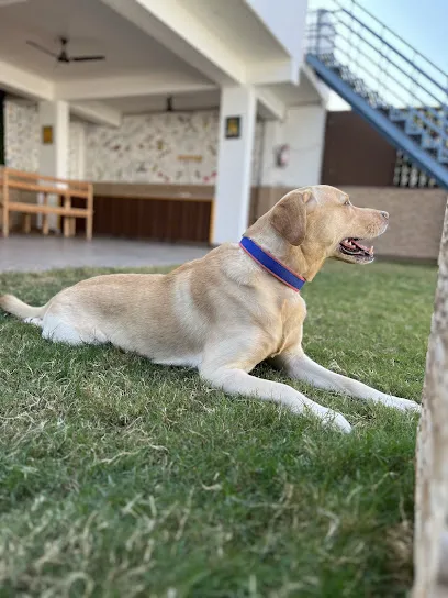 Den Jen Sim - Dog Boarding In Dwarka, Delhi