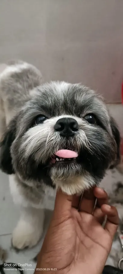 Dog To Groom