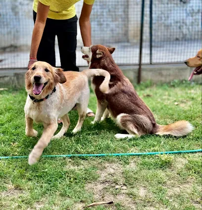 Dog Trainer Ashish Dosanjh