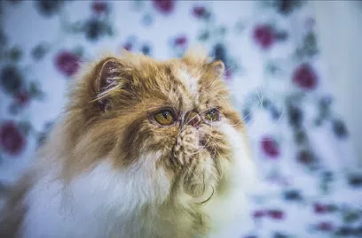 Fluffy Bliss Persian Cattery