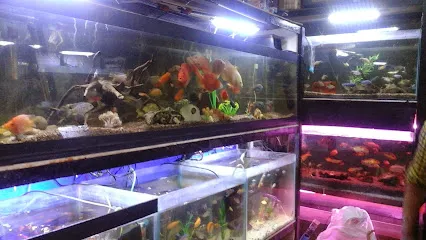 King Fish Aquarium