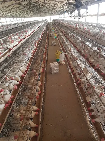 Mmc Poultry Farm