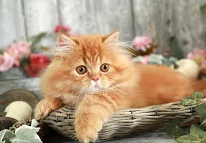 Persian Cat Delhi Ncr