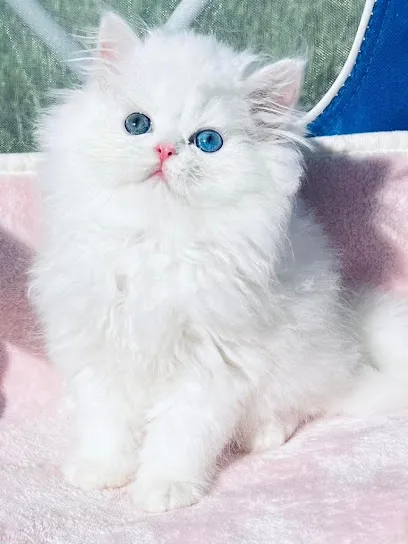 Persian Cat Kitten