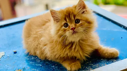 Persian Kitten Cats And Dog (Delhi Ncr)