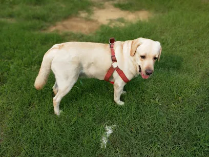 Pet Day Care Boarding