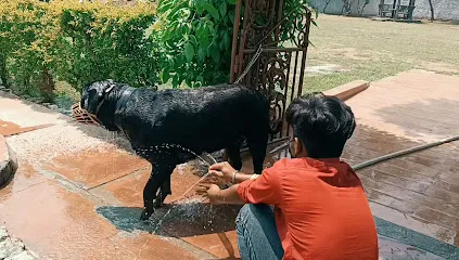 Pet Groomer At Home