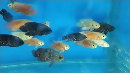 Radhe Fish Aquarium