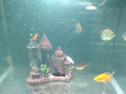 Rainbow Fish Aquarium And Shakes