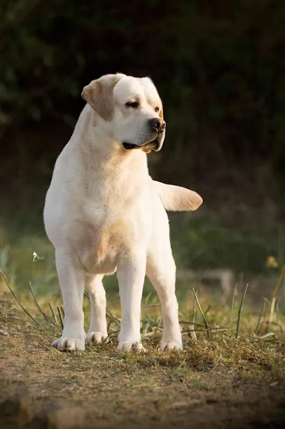 Respectfully Pet Cremation