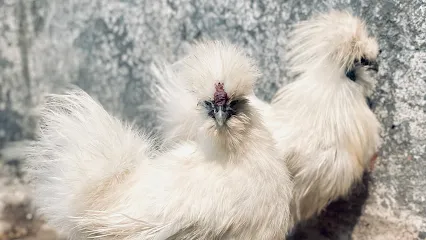 Rooftop Farming