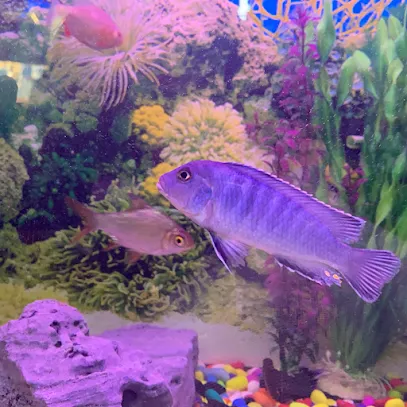 S.Roop Fish Aquarium