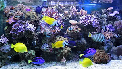 Saltwater Aquarium Shop Marine Fishes Delhi Ncr