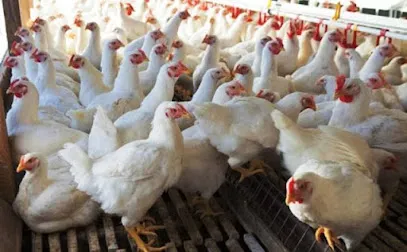 Sarin Poultry Farm