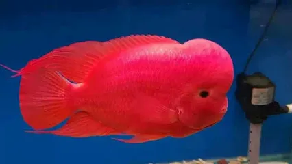 Sunny Fish Aquarium