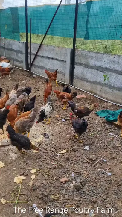 The Free Range Poultry Farm