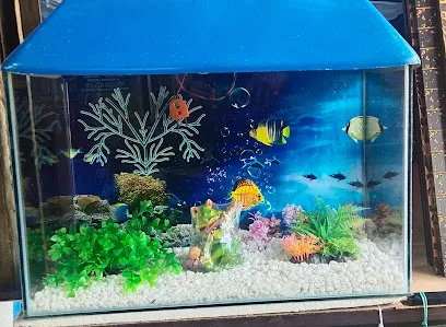 Verma Fish Aquarium Home