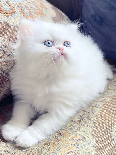 Waseem Persian Cat & Kitten Saller