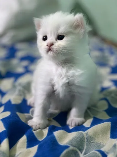 White Pure Persian Kittens