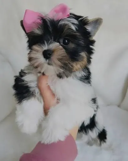 Yorkshire Terrier At Aditya Swami Kennel