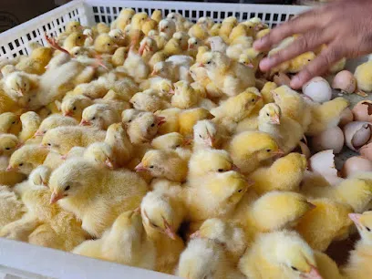 Tripureswari Poultry Hatchery Unit