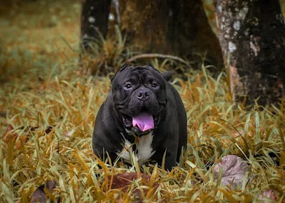 American Bully Kottayam Kerala