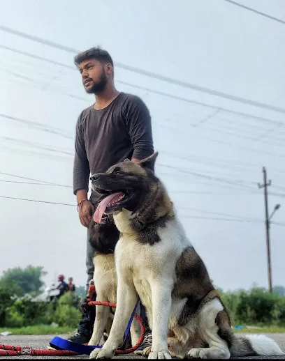 Rajeev Kanodia Dog Trainer And Boarding Centre